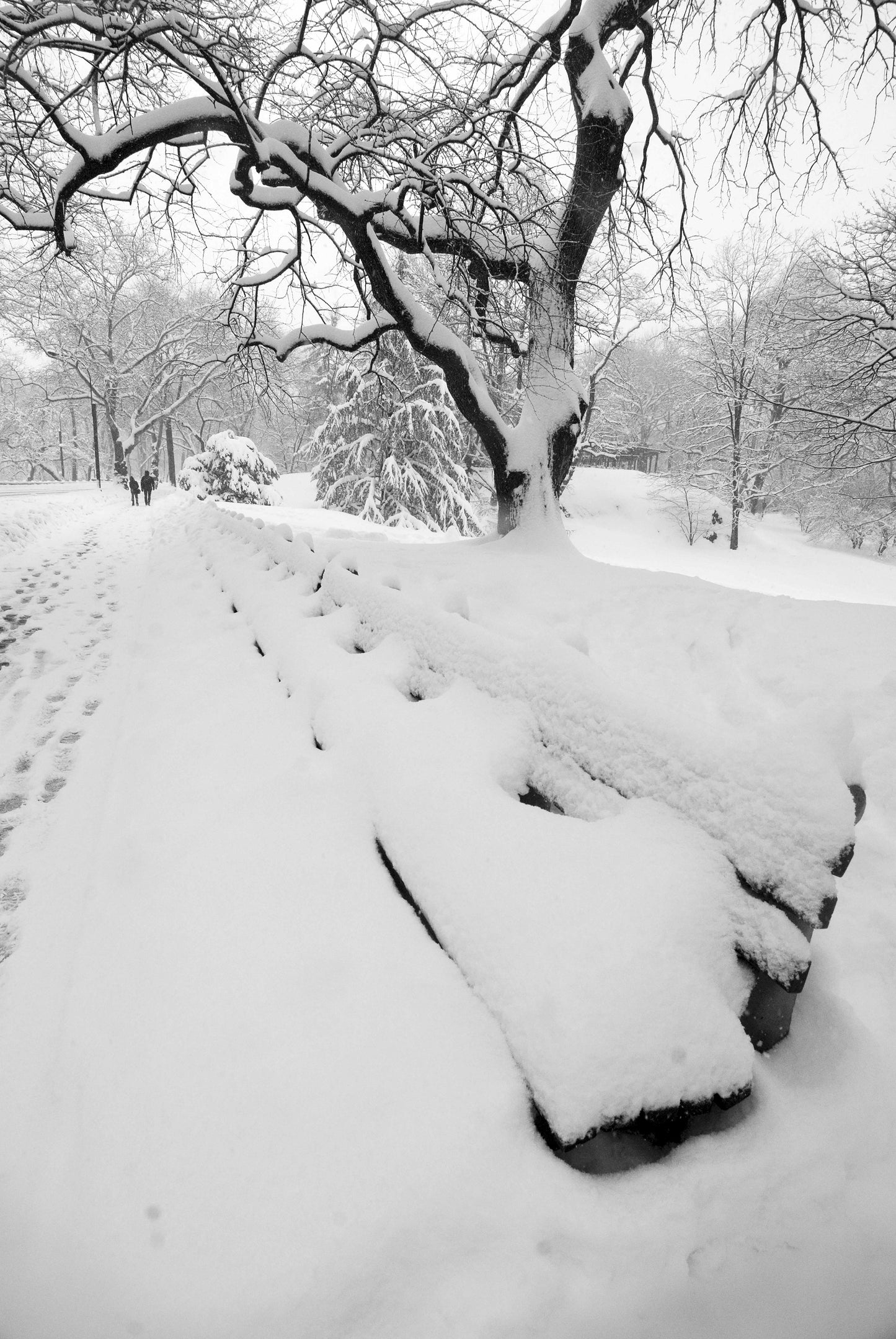 SOLITUDE OF TWO, Central Park, New York