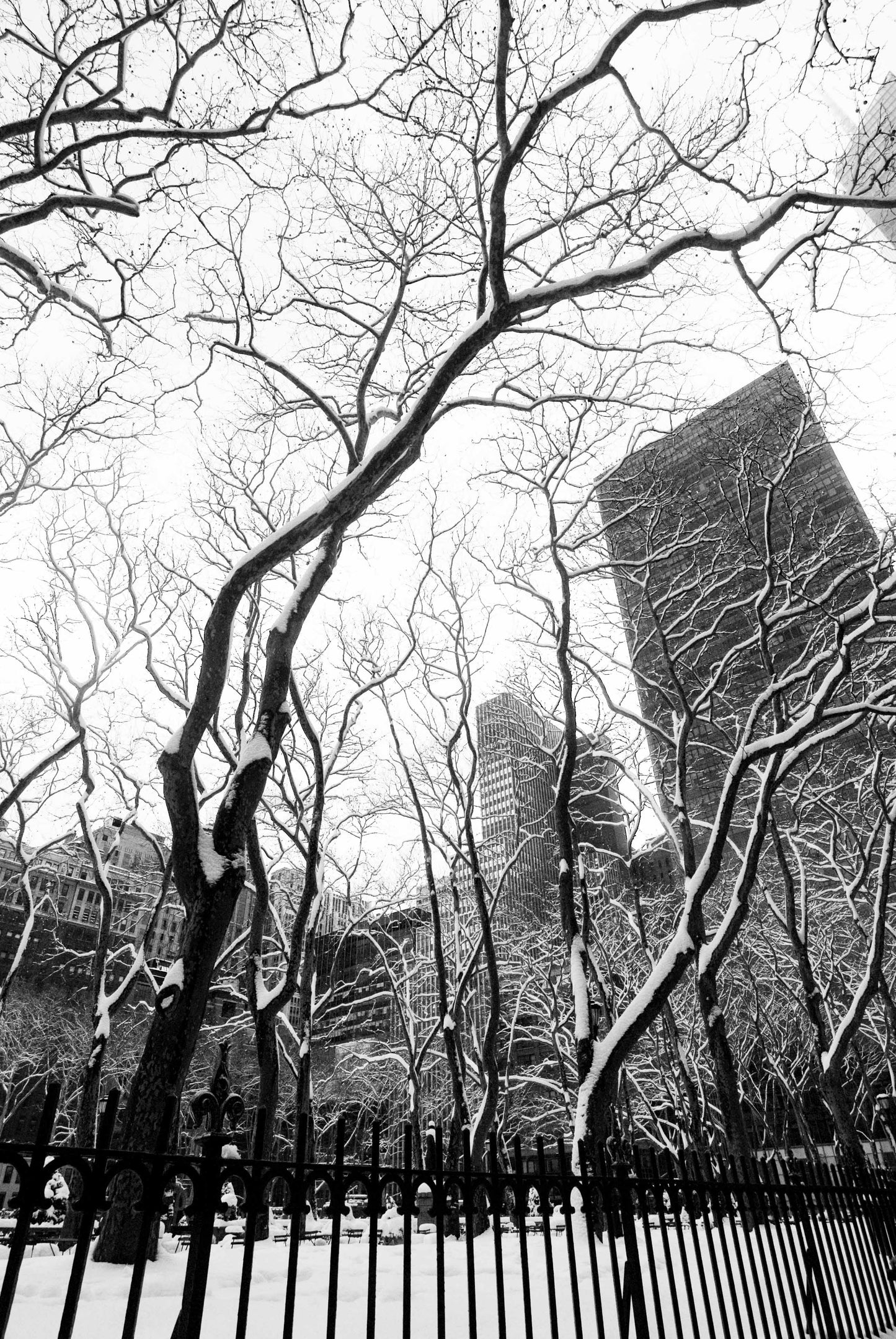 WHEN TREES…, New York