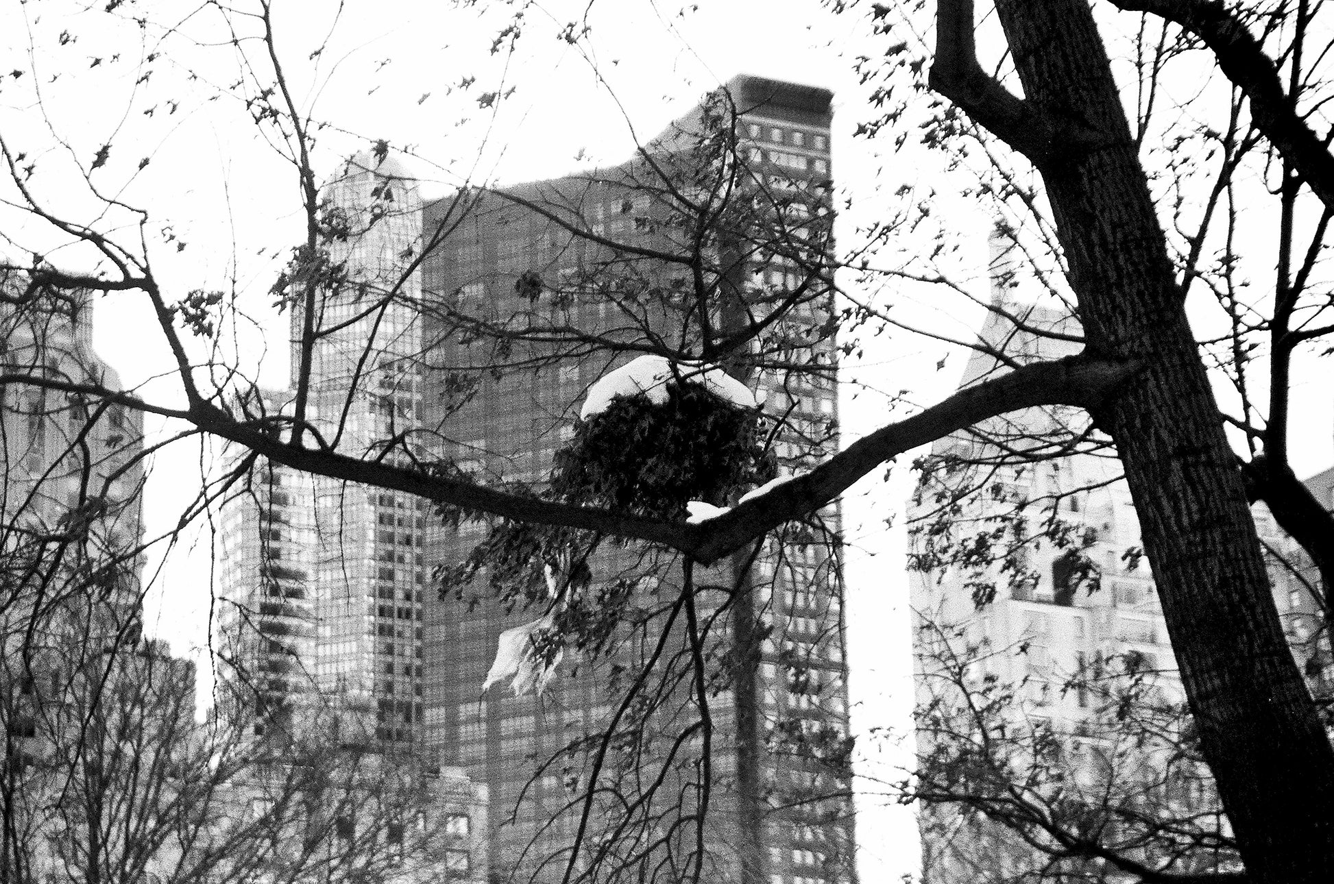 Alessandra Mattanza | ISOLATED, Central Park, New York. The city peeks through the winter gloom in Central Park. Available as a photographic print on acrylic glass.