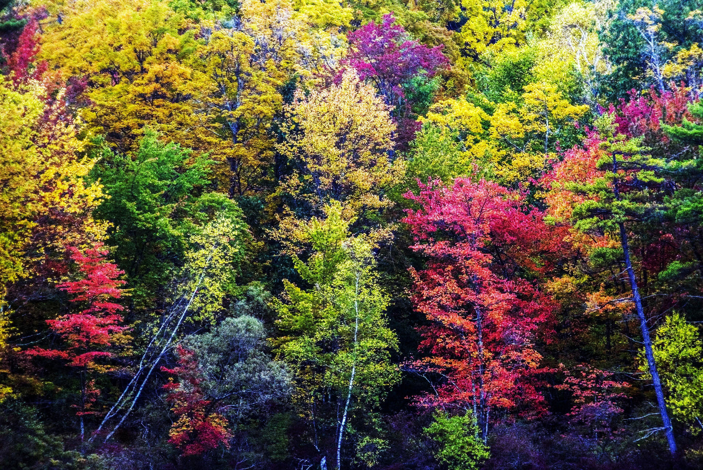 TREES PERSONALITIES, New Hampshire, USA