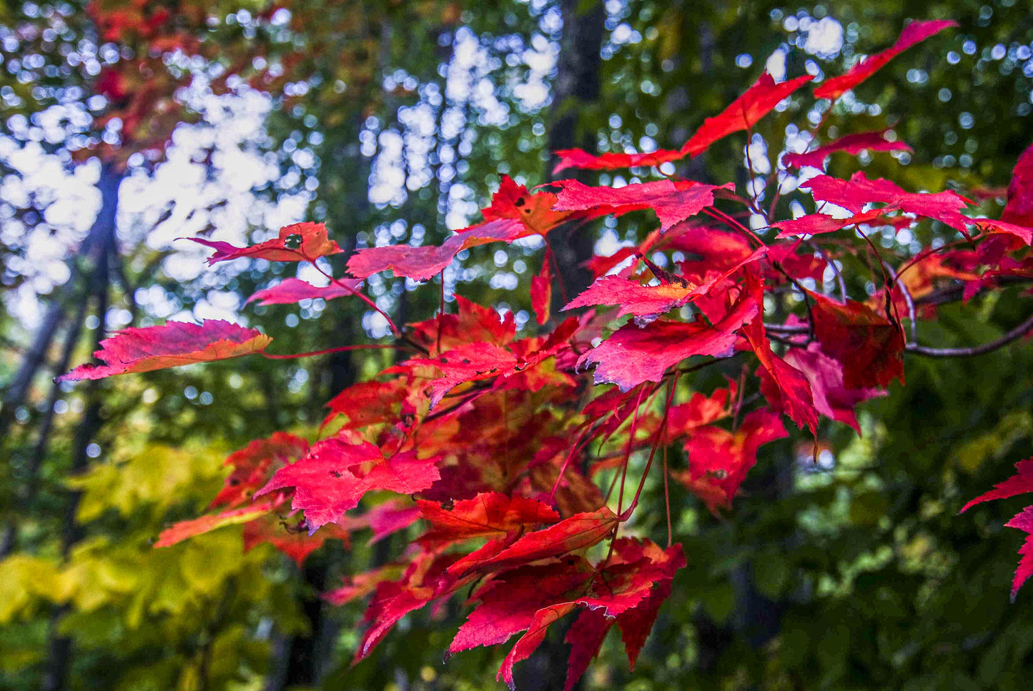 SCARLET PASSION, New Hampshire, USA