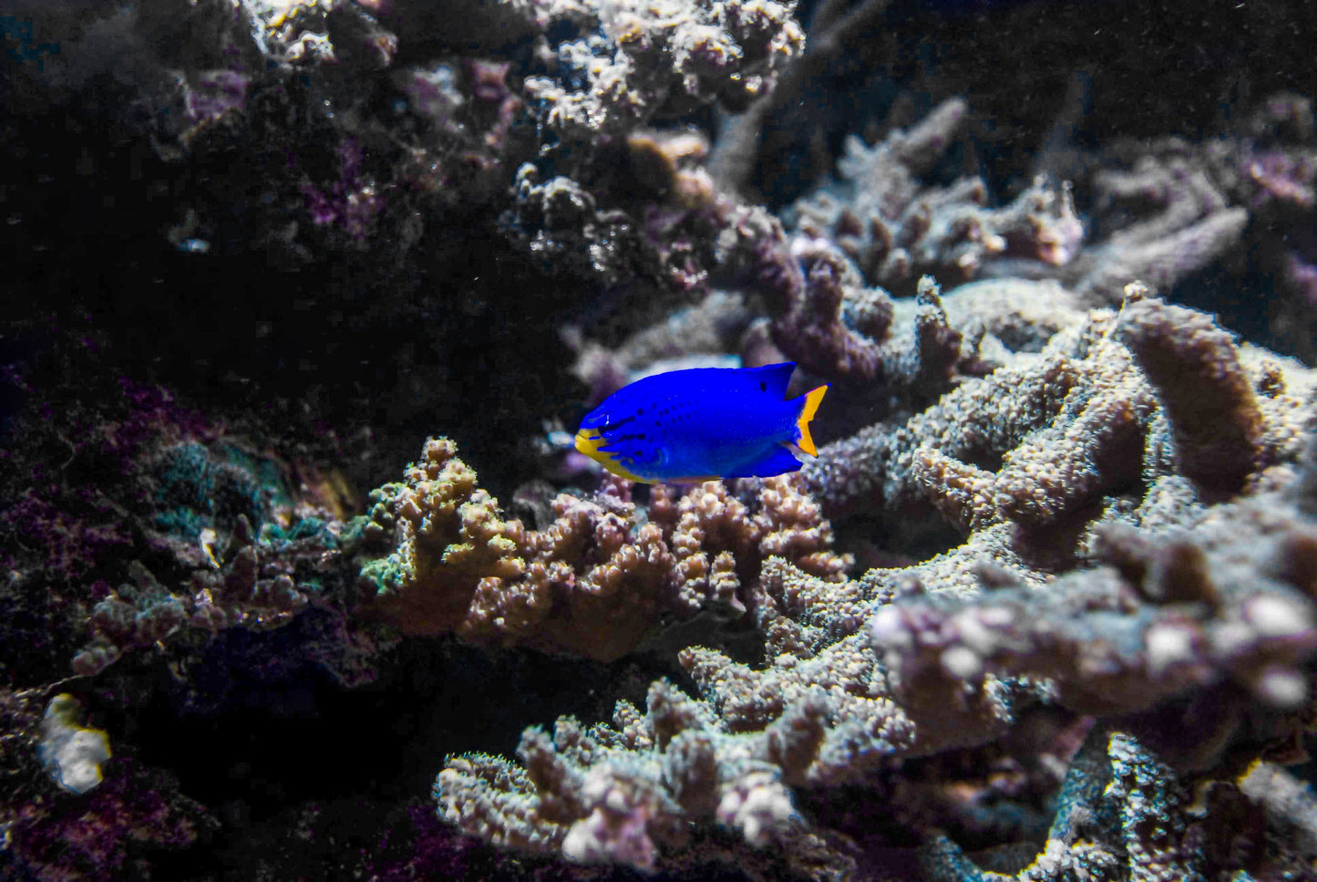 Alessandra Mattanza | LIVING JEWEL, Australia. A brightly colored fish stands out against the pale coral of a reef in Australia. Available as an art print or photographic print on acrylic glass.