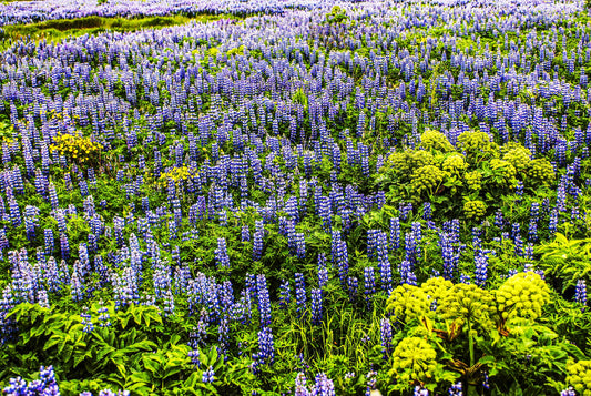 MAGIC CARPET, Iceland