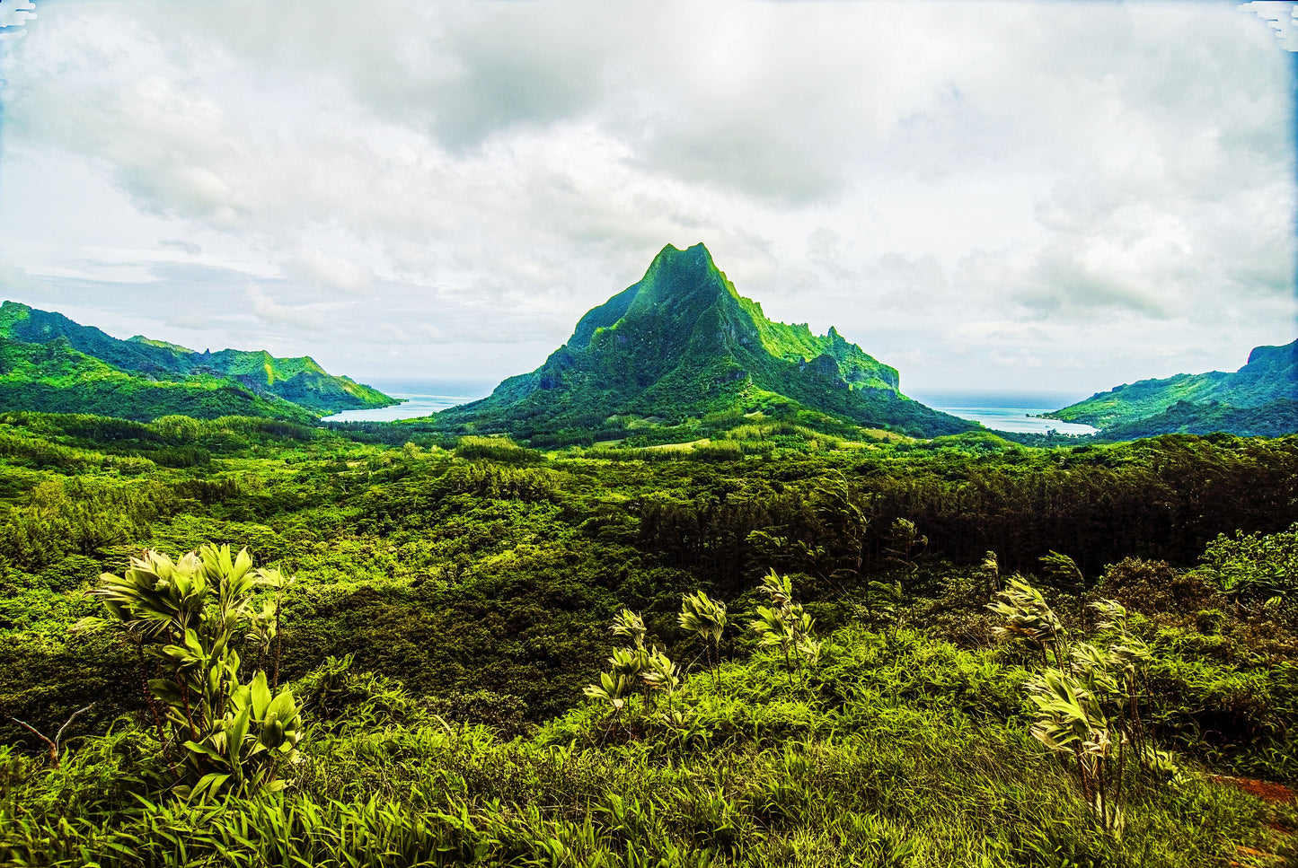 PORTRAIT OF GREEN, Moorea, French Polynesia