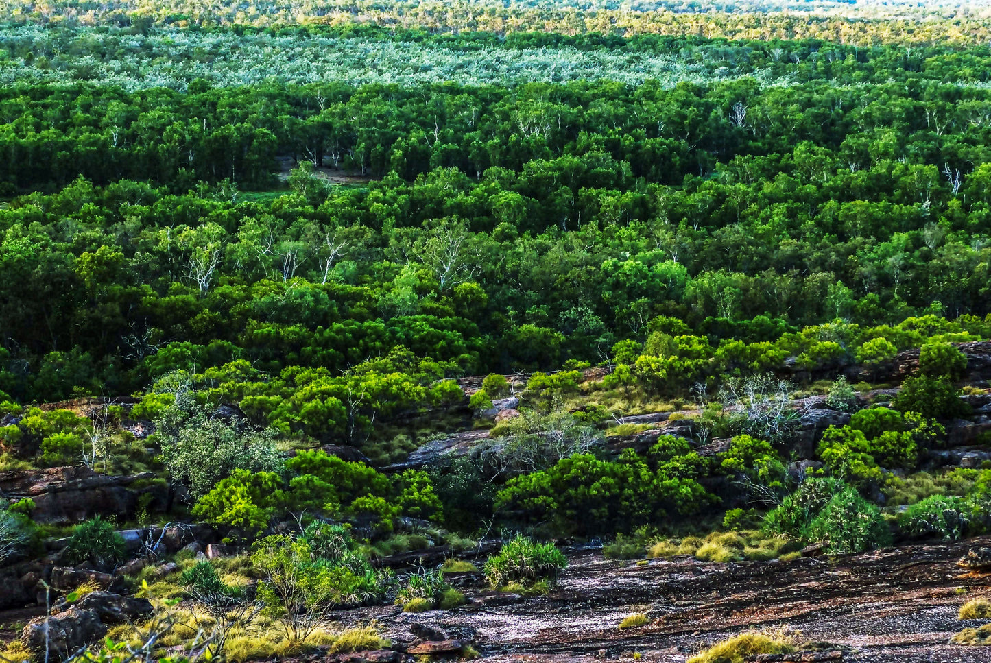 SERENADE OF TREES, Kakadu National Park, Australia