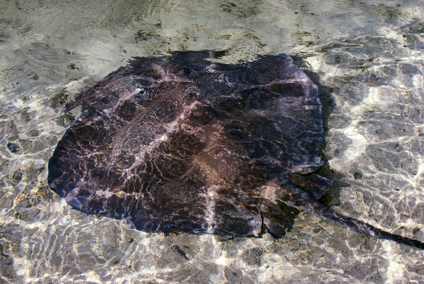Alessandra Mattanza | EXPLORER, Australia. A large ray patrols the shallows of an Australian beach. Available as an art print or as a photographic print on acrylic glass.
