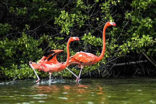 THE PAIR, Guana Island, British Virgin Islands