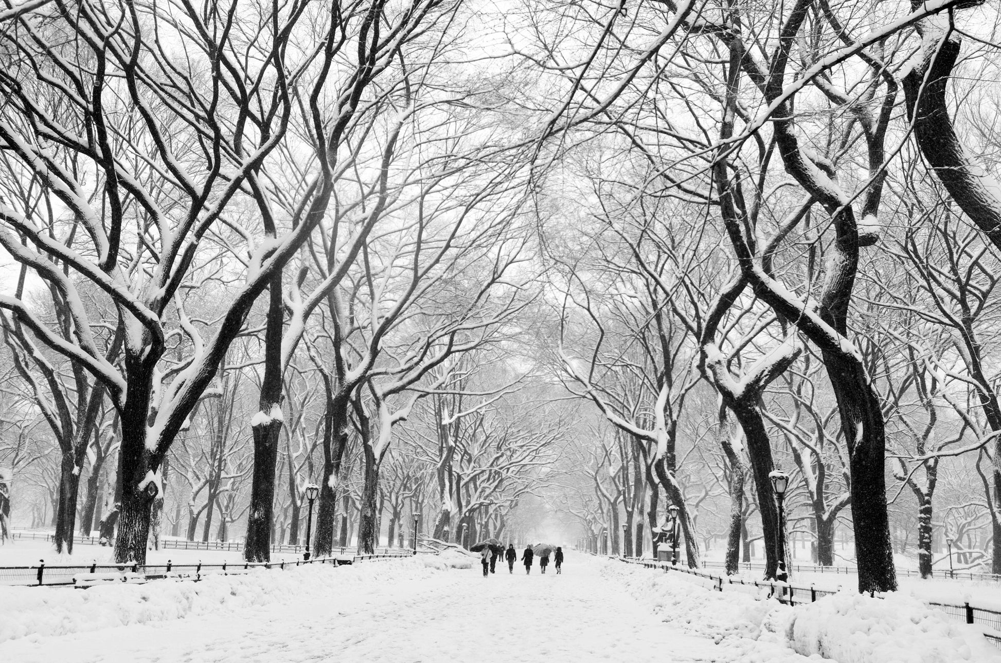 Alessandra Mattanza | INFINITY OF TREES, Central Park, New York. Visitors brave the winter weather in Central Park. Available as a photographic print on acrylic glass.