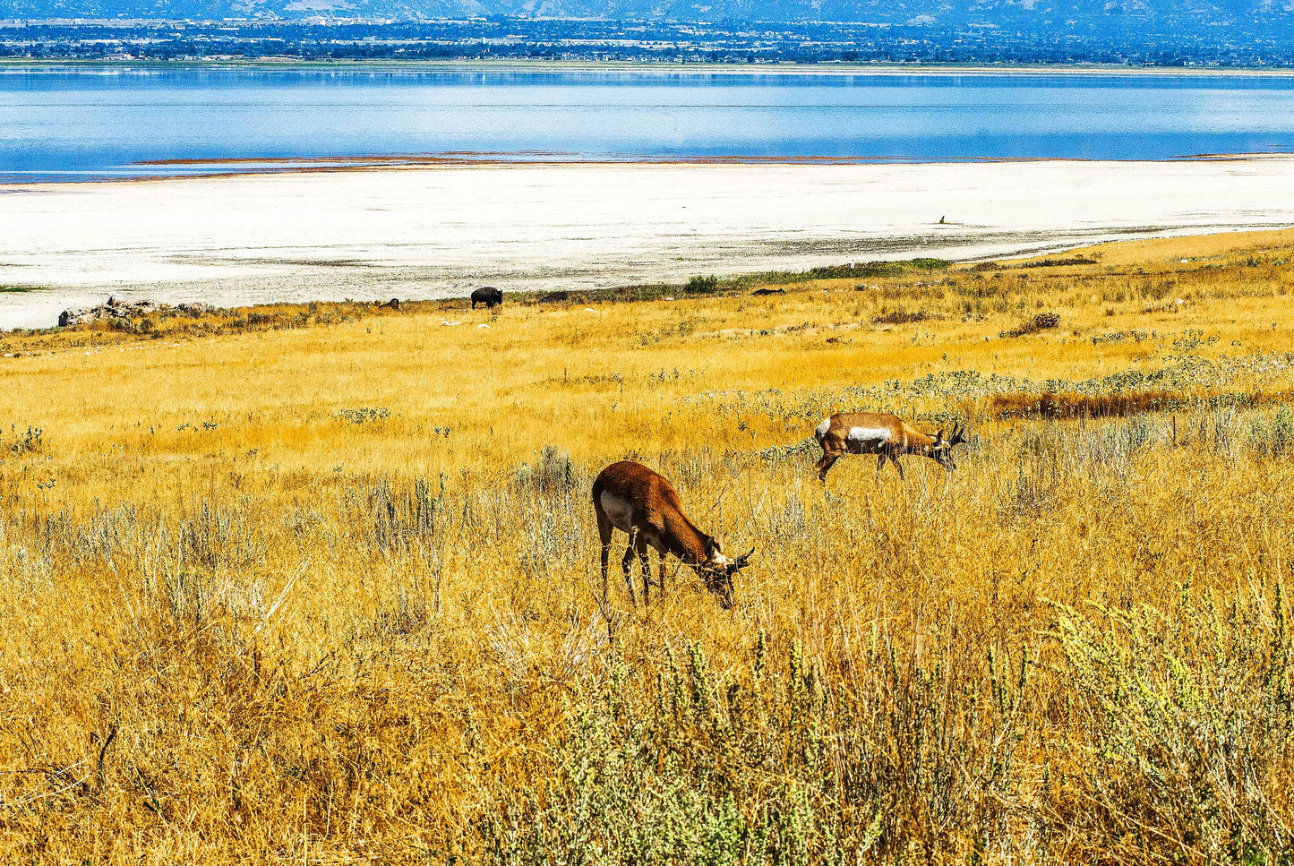 Alessandra Mattanza | FREE, Antelope Island, Utah, USA. Antelope graze in the peacful surrounding of Antelope Island State Park northwest of Salt Lake City. Available as an art print or as a photographic print on acrylic glass.