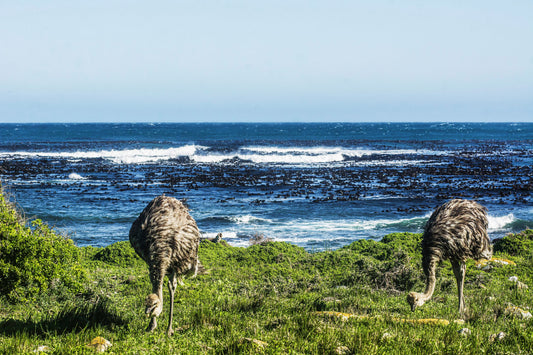 THE PAIR, Cape Peninsula, South Africa