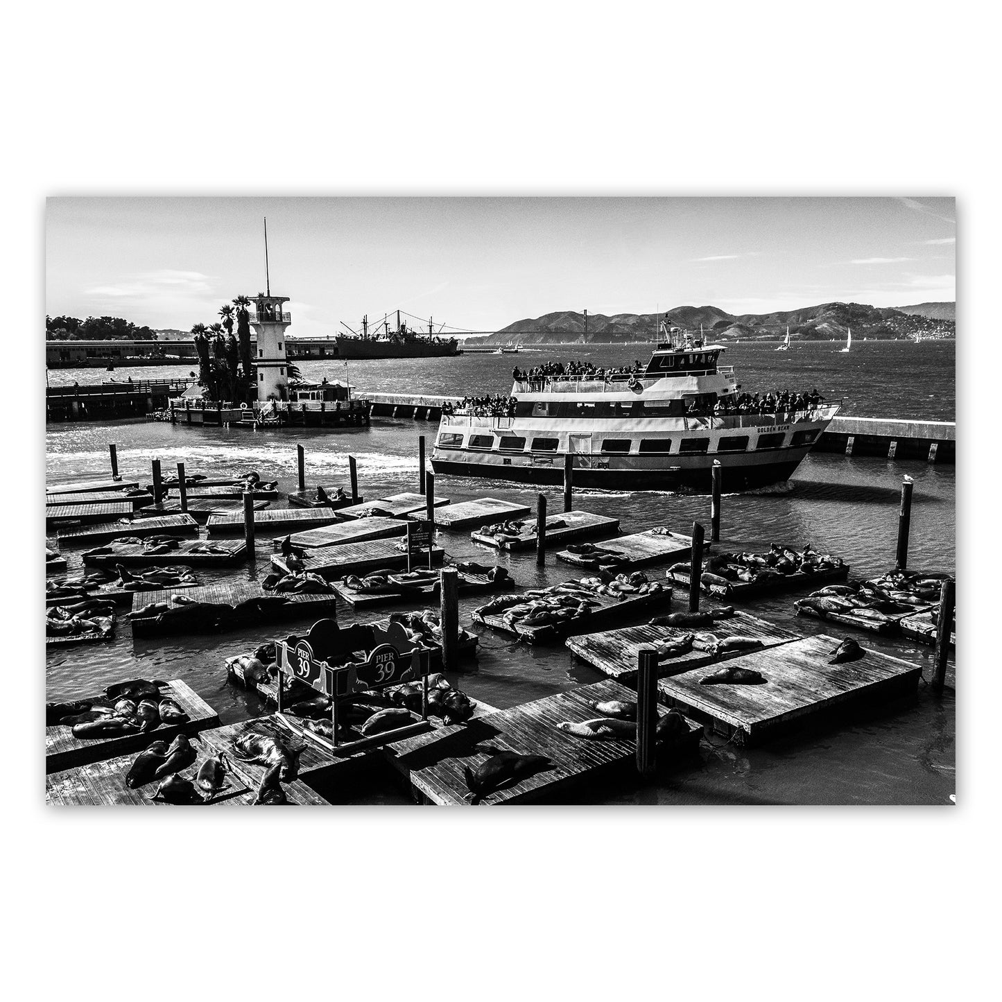 Alessandra Mattanza | LIFE, San Francisco. Seals bask on the piers as people travel the bay by ferry. Available as a photographic print on acrylic glass.
